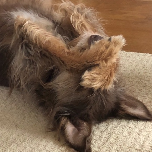 Meet Posher, Uncle Abe ;-)  please bookmark closet by liking this listing - Picture 1 of 2